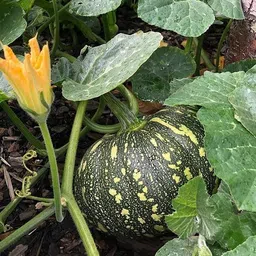arko Pumpkin Vegetable Seeds for Home Gardening Seed-picture-22