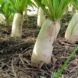 lpr MULI ,WHITE RADISH Seed-picture-35