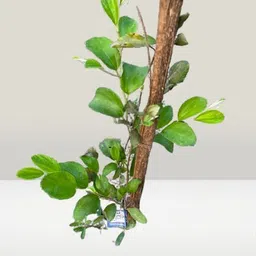 petalpath Ber Apple Plant-picture-25