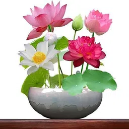 greensea Lotus Seeds, Padma Phul Seed-picture-16