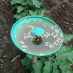 s k agrotech Pheromone Trap & Lures of Leucinodes Orbonalis (Brinjal Fruit and Shoot Borer) image 3