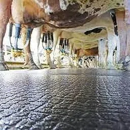 ursus Easy Clean Waterproof With Raised Edges Mat For Cow, Buffalo & Bull (BLACK) Cow, Dog, Guinea Pig, Hamster, Miniature Pig Pet Mat-picture-15