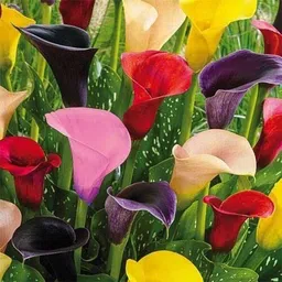 Calla lily Flower Bulbs for Winter Season Mixed Seed-image-9