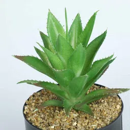 casacraft from pepperfry Polyester Dark Green Elegant Succulent With Metal Pot Artificial Plants image 5