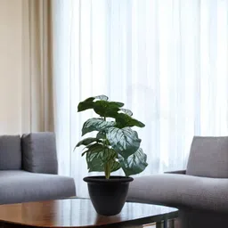 go hooked Artificial Monstera Plant With Nursery Pot | 18 Green Patterned Leaves Artificial Plant with Pot image 1