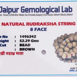 Dharmsaar 8 Mukhi Rudraksha Original Certified Nepali Big Size Mala Rudraksha Necklace image 3