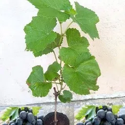 mataranursery Grapes Plant image 3