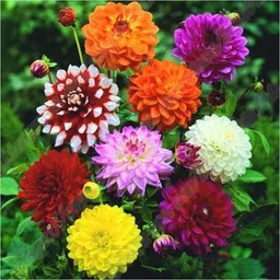 sbgarden dahlia flowers seeds Seed-picture-22