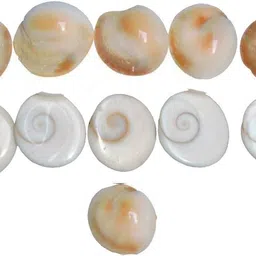 saptraag 11 Pc Gomti Chakra 1cm Stoneware Yantra image 1