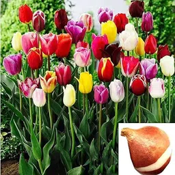 gislenus tulip Seed-picture-11