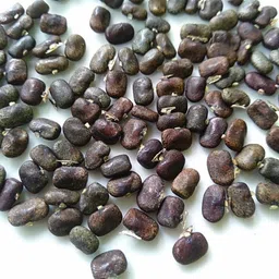 seedaria Mix colour Aparajita Flower seeds, butterfly pea Seed image 2