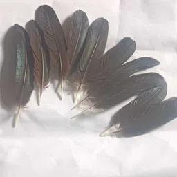 mighty Pack of 10 Decorative Feathers image 4