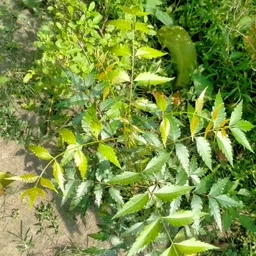 surabhi store Neem Plant image 5