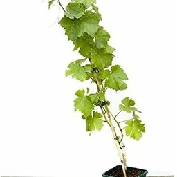 greenhousestore Grapes Plant-picture-24