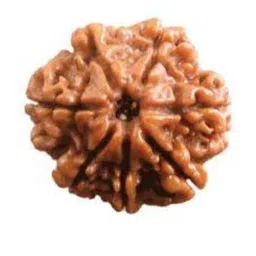 AURRA STORES 7 Mukhi Rudraksha Pendants-picture-41