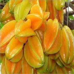 aquinnah Star Fruit Carambola Grafted Plant-picture-26