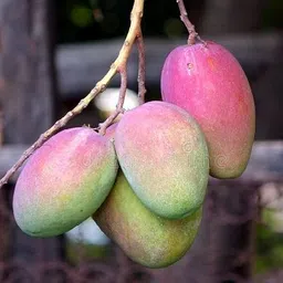 miyazaki grafted Mango Plant-picture-11