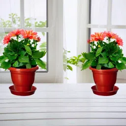 Virajsanchi 4-Pcs Brown Plastic High Quality Planters image 3