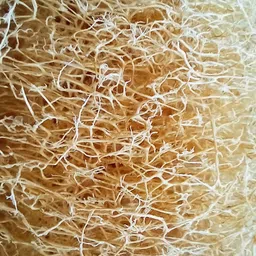 dindra Loofah image 3