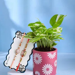 Floweraura Set Of 2 Rakhi With Pothos Plant in Terracota Planter-picture-24