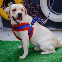 alcazar Fur Harness, Leash & Collar Combo Set (Recommanded for 5-15KG PET) Adjustable Dog Harness & Leash image 2