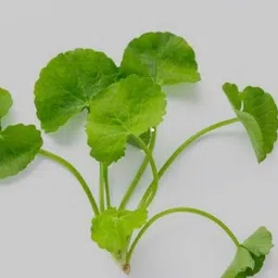 thankuni Latania Palm Plant image 4