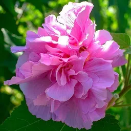 alogardening Hibiscus Plant image 2