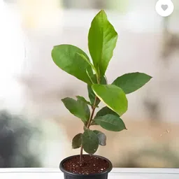 green view Almond Plant image 4