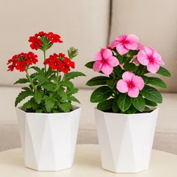 snplants geometric premium pots set 2 Plant Container Set image 2