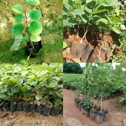 ibains Lal chandan seeds pack of 13 Seed image 2