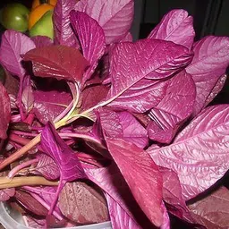 bjubas Spinach Seeds For Home Garden Seed image 4