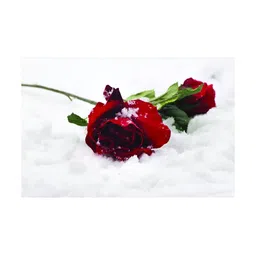 Inephos Red And White 1 Piece Floral and Botanical Printed Canvas Wall Art-image-19