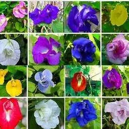seedkart mix colour aprajita flower seeds hybrid Seed-picture-10