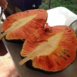 cloud farm Jack Fruit Plant image 4