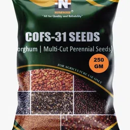 numinous CoFs-31, Sorghum, Jowar, Multi-cut Perennial, Fodder Grass Seed-picture-11