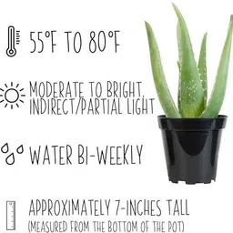 aquinnah Aloe Vera Plant image 5