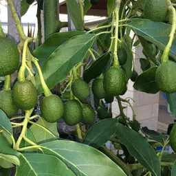 new debnathnursery Avocado Plant image 4