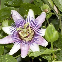 Passion Plant-image-67