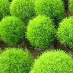 avysa KOCHIA PLANT SEEDS Seed-picture-10