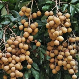 cloud farm Litchi Plant image 3