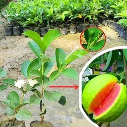 new debnathnursery Guava Plant image 2