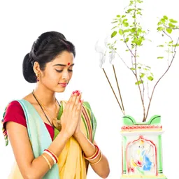 flipkart smartbuy Lavender 30 Organic Incense Sticks For Puja Meditation & Negativity Pooja Lavender Premium Agarbatti image 5