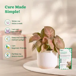 ugaoo Syngonium Plant image 5