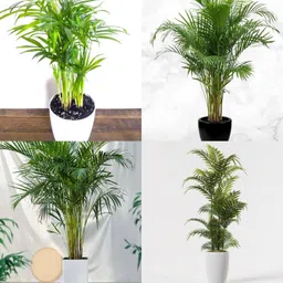ibains Palm tree seeds pack of 27 Seed image 4
