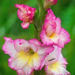 radha krishna agriculture Radha Krishna Agriculture® Gladiolus Flower Bulbs All session Imported Vearty for Home and Gardening Pack of 5 bulbs (DARK MAROON) image 2