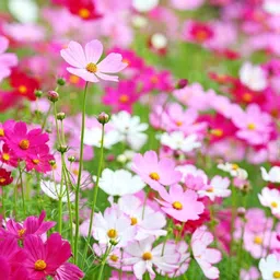 Exotic cosmos mix flower seeds Seed-image-0