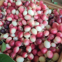 breezy blooms Karonda Plant-picture-32