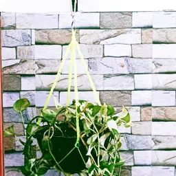 navrang associate Neon G NYL 72 05 B Garden Gnome image 2