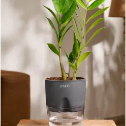 kyari Zamioculcas Zamiifolia(Zz) Plant With Self Watering Pot- Grey-picture-26