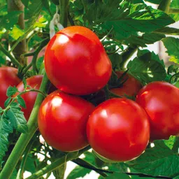 greenco Tomato seeds hybrid, Tomato seeds, Hybrid tomato seeds, Plant Seed-picture-26